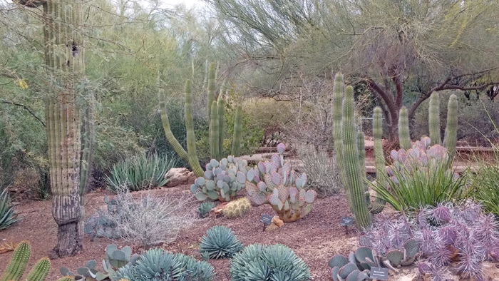 Desert Botanical Garden, Phoenix, Arizona [dailyblender.com]