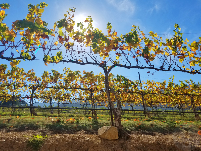 Fall in the vineyards. [dailyblender.com]