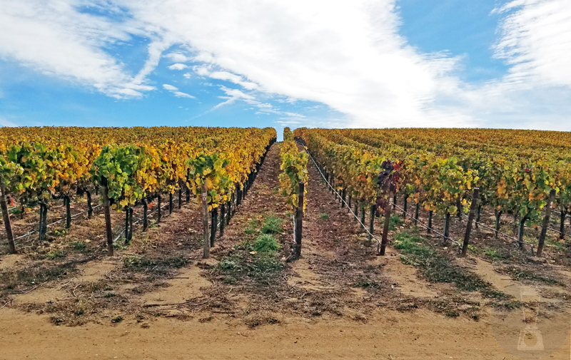 Carmel Road Winery, California [dailyblender.com]
