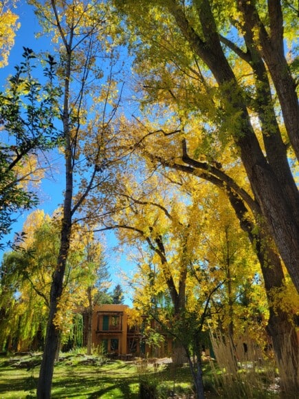 Trees and a building in Taos, New Mexico